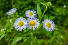 ヒメジョオン