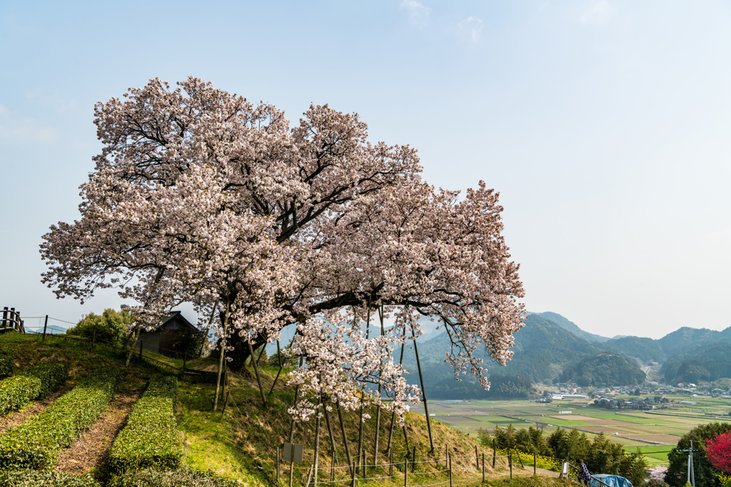 吉田の百年桜-4