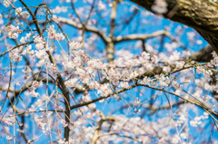 宝珠寺のしだれ桜-11