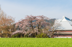 宝珠寺のしだれ桜-1