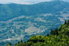 女山峠の棚田