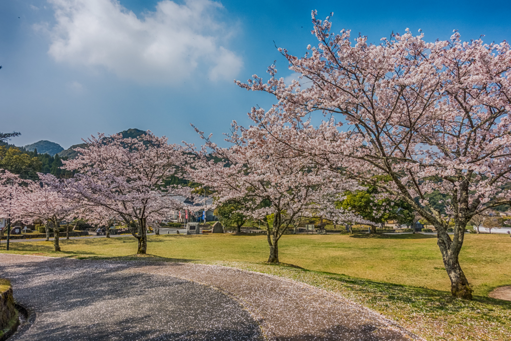 多久聖廟の桜-2
