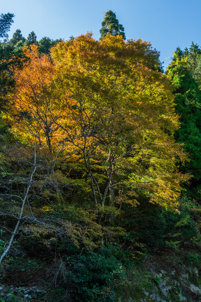 天山横断林道のモミジ