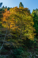 天山横断林道のモミジ