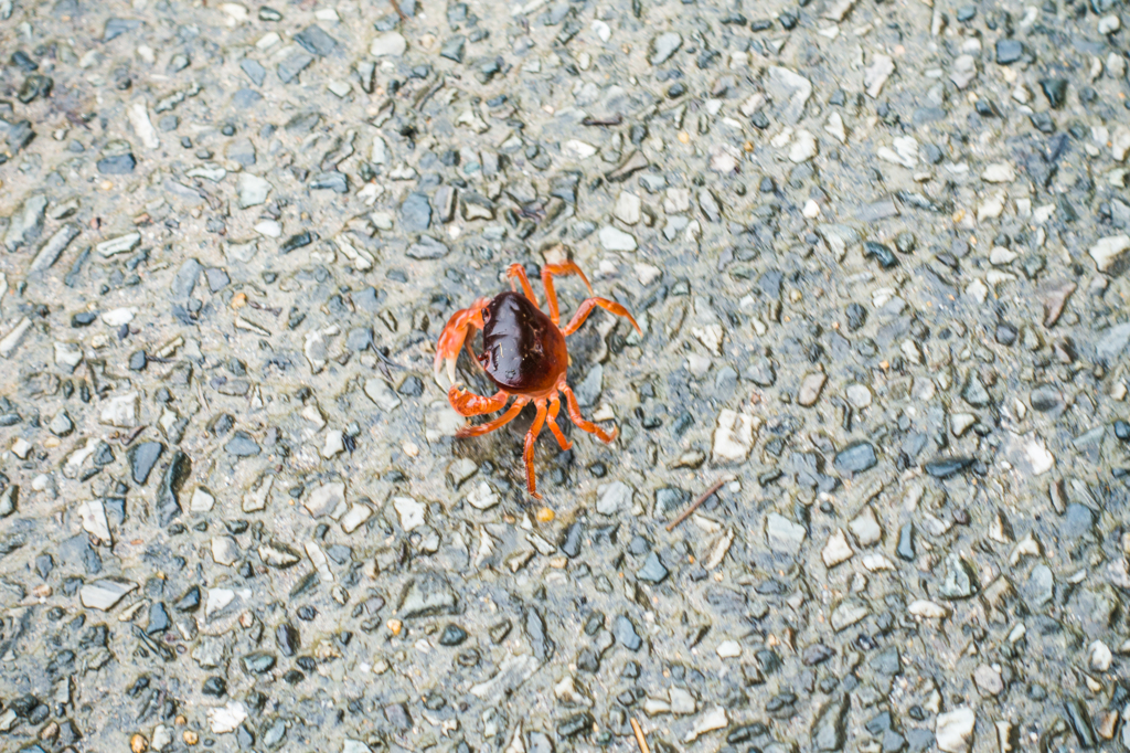 路上のカニ