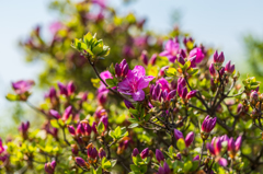 妙見岳のミヤマキリシマ-3