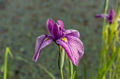 堀端の花菖蒲-6