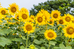 渕のひまわり-1