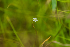 モウセンゴケの花