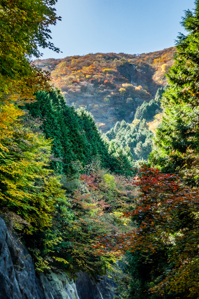 天山の紅葉