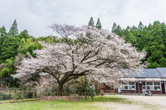 旧久保山分校の山桜-3