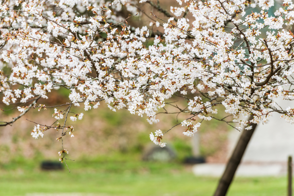 旧久保山分校の山桜-9