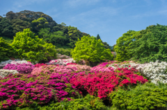 久留米森林つつじ公園-4