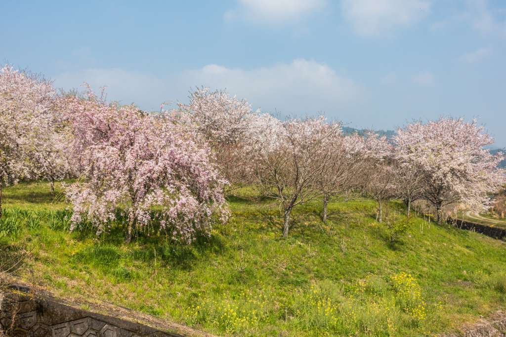 桜の林@三年山遺跡