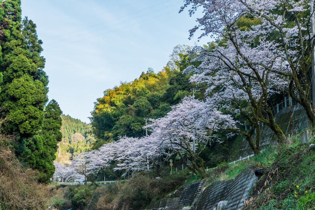 桜街道-川辺から