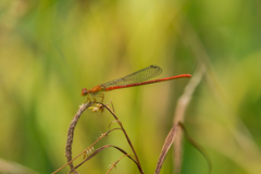 ベニイトトンボ-2