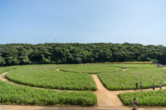 展海峰のコスモス園