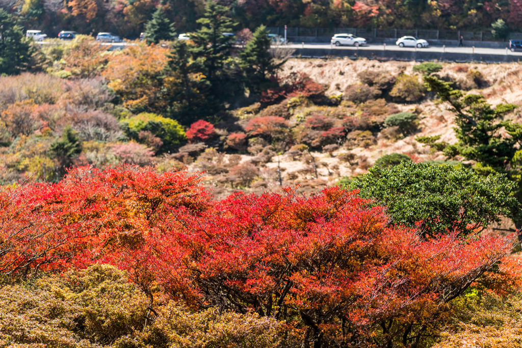 仁田峠の紅葉