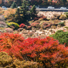 仁田峠の紅葉