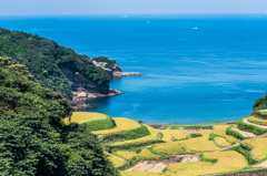 青い海と収穫期の棚田