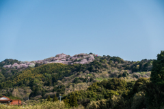 籾岳の千本桜