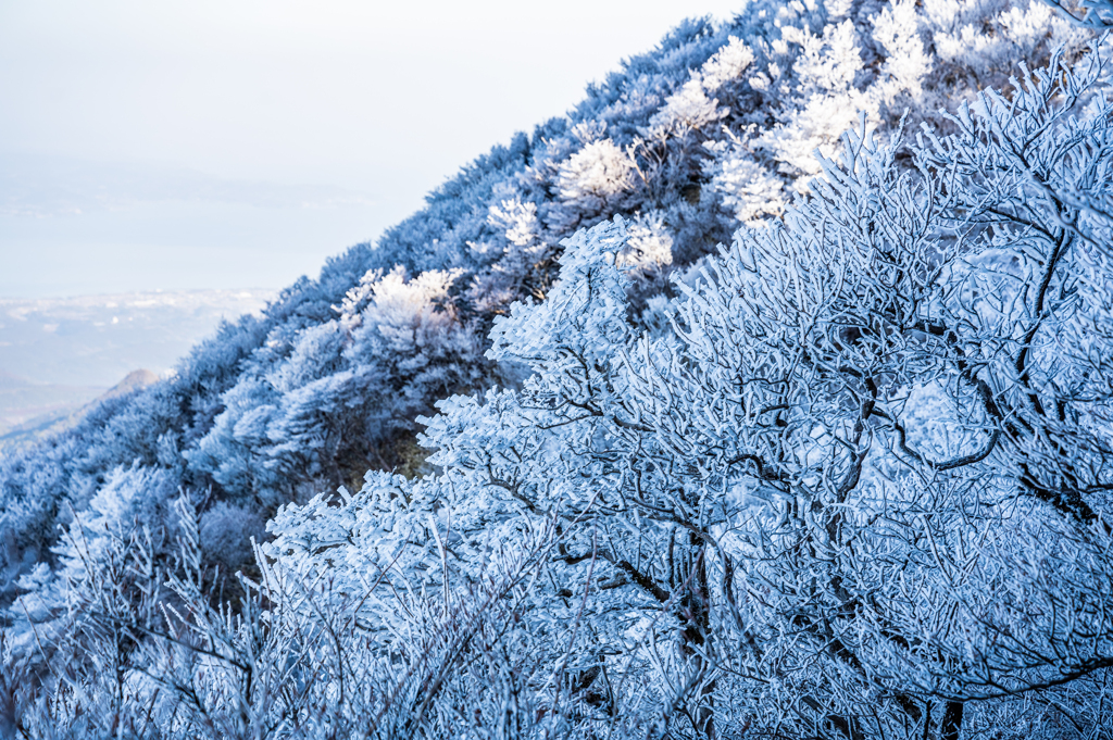 登山道の霧氷