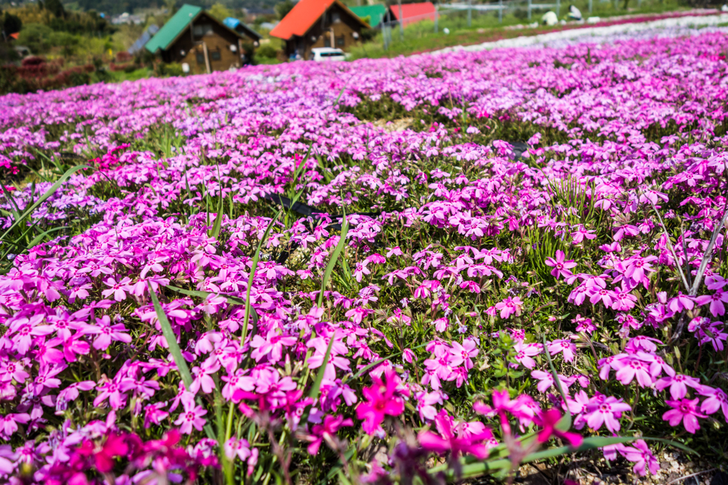 七山のシバザクラ