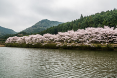赤穂山の桜-2