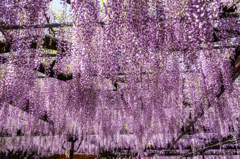 黒木の大藤-2