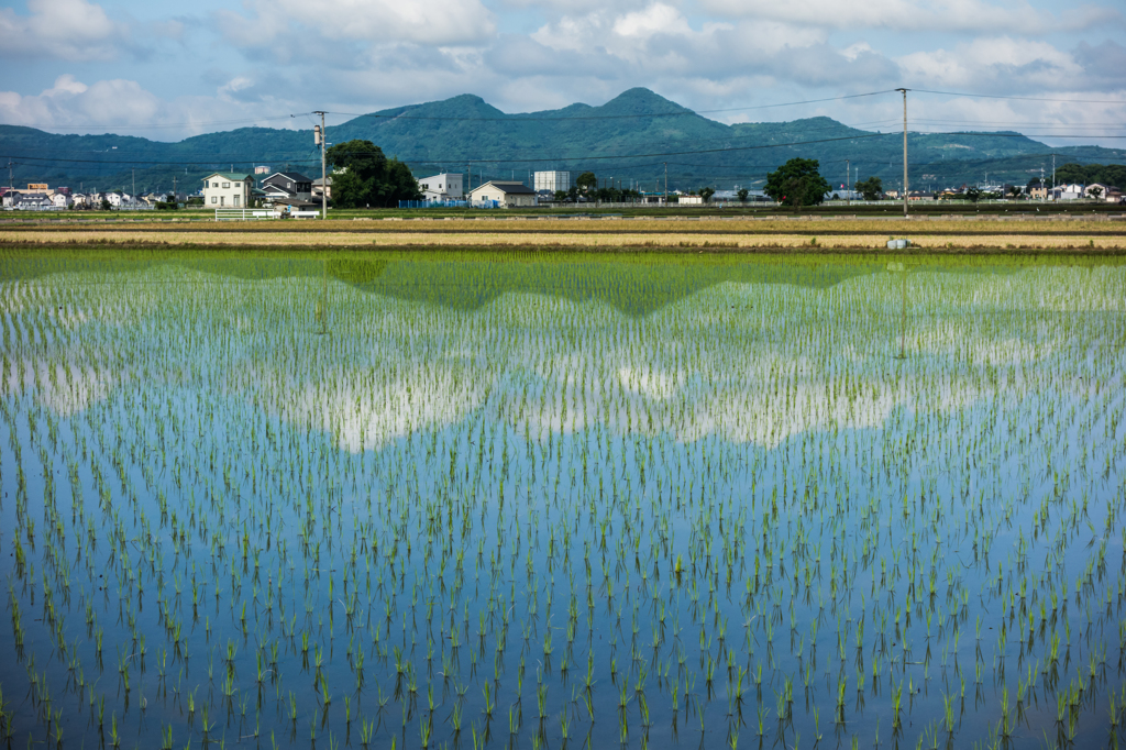 水田に青空