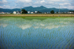 水田に青空
