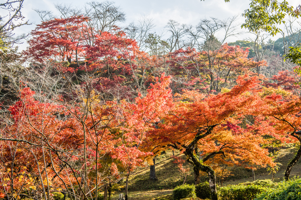 西渓公園奥の斜面