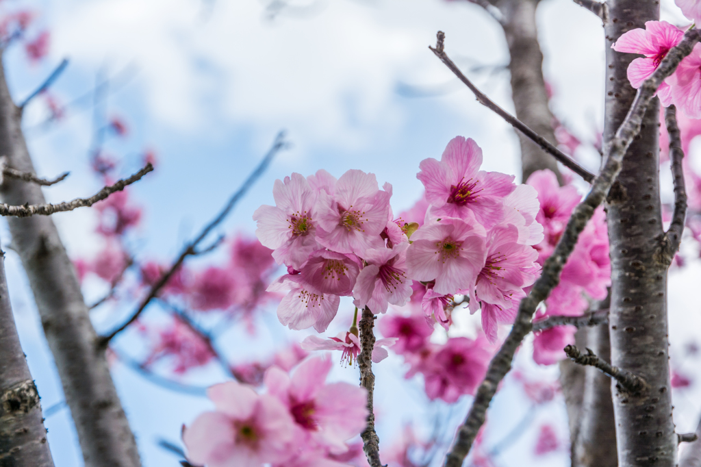 佐賀城堀端の桜-1