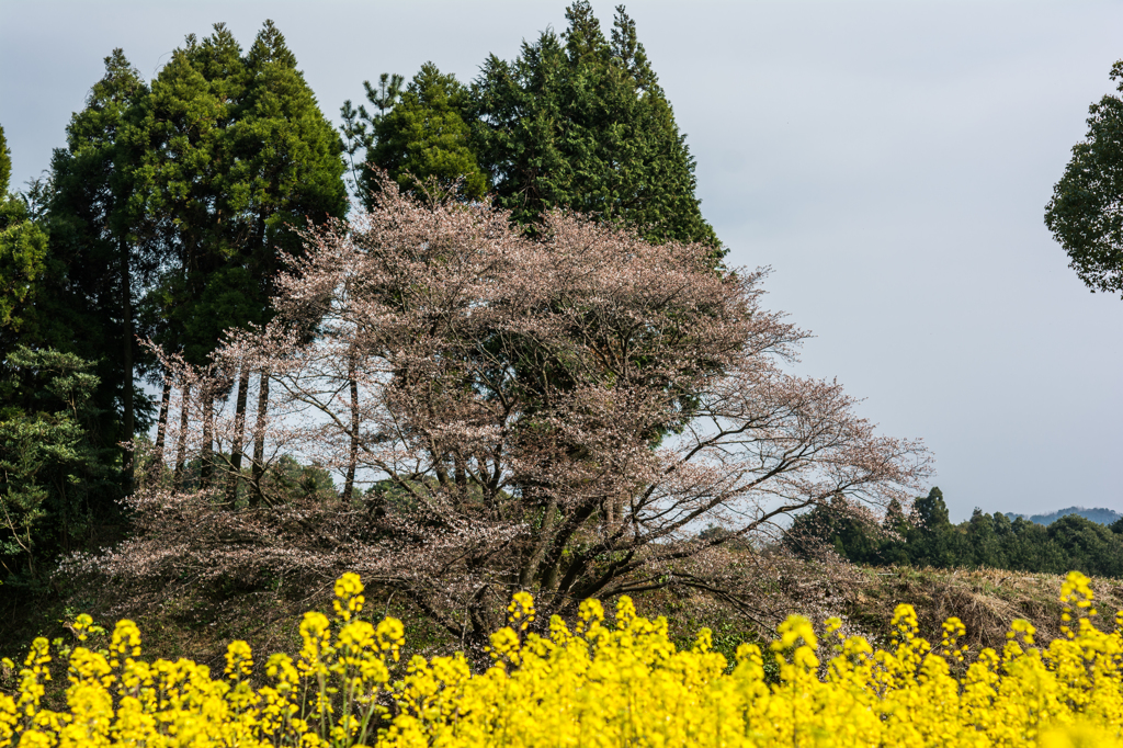 ジラカンス桜-5