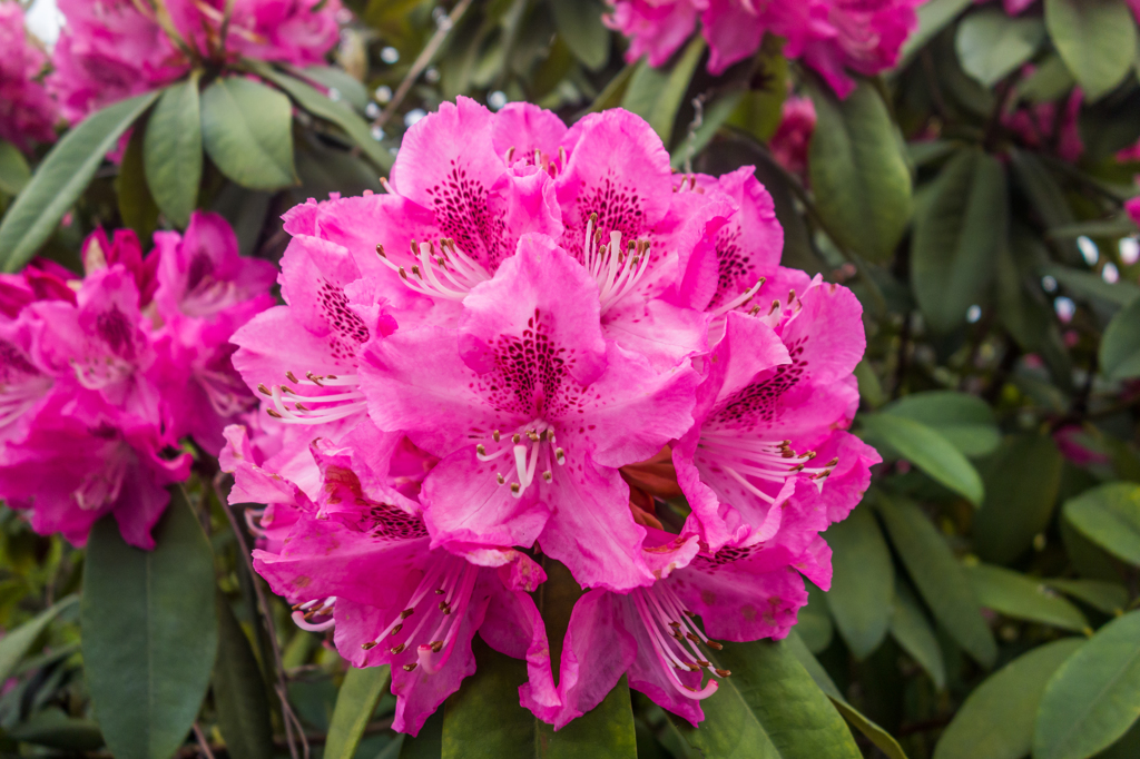 星野村のシャクナゲ-1