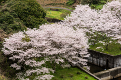 庭木ダムの桜-8
