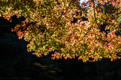 雄渕雌渕の紅葉-1