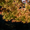雄渕雌渕の紅葉-1