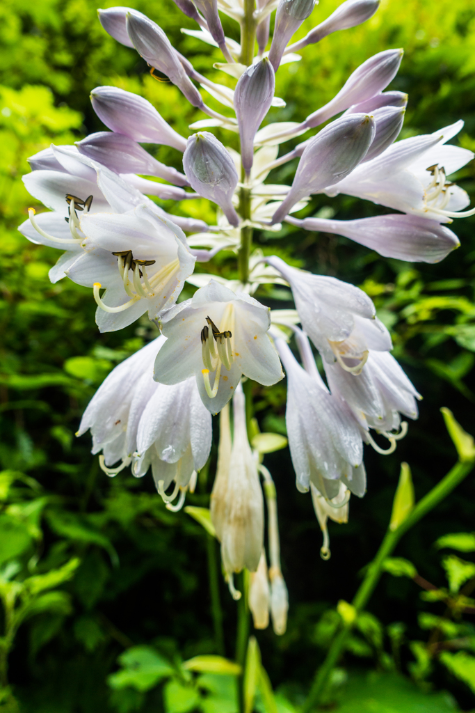 オオバギボウシ