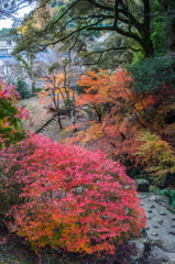 清水の紅葉-2