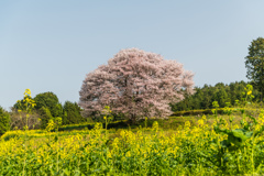 馬場の山桜-1