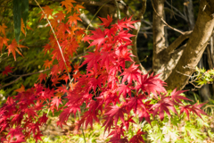 林道の紅葉