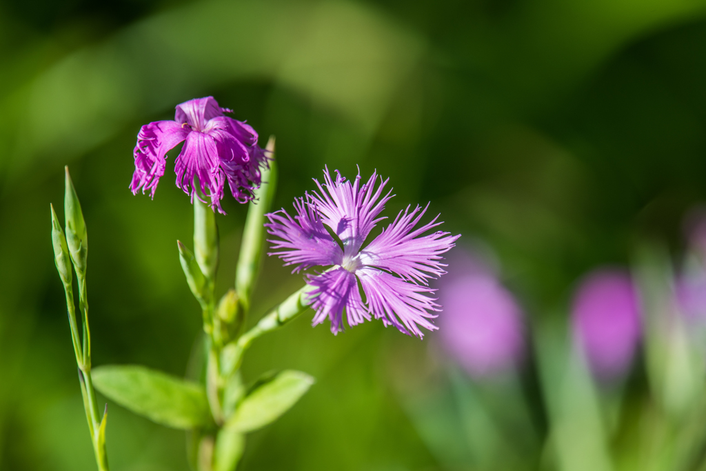 カワラナデシコ