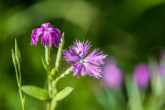 カワラナデシコ