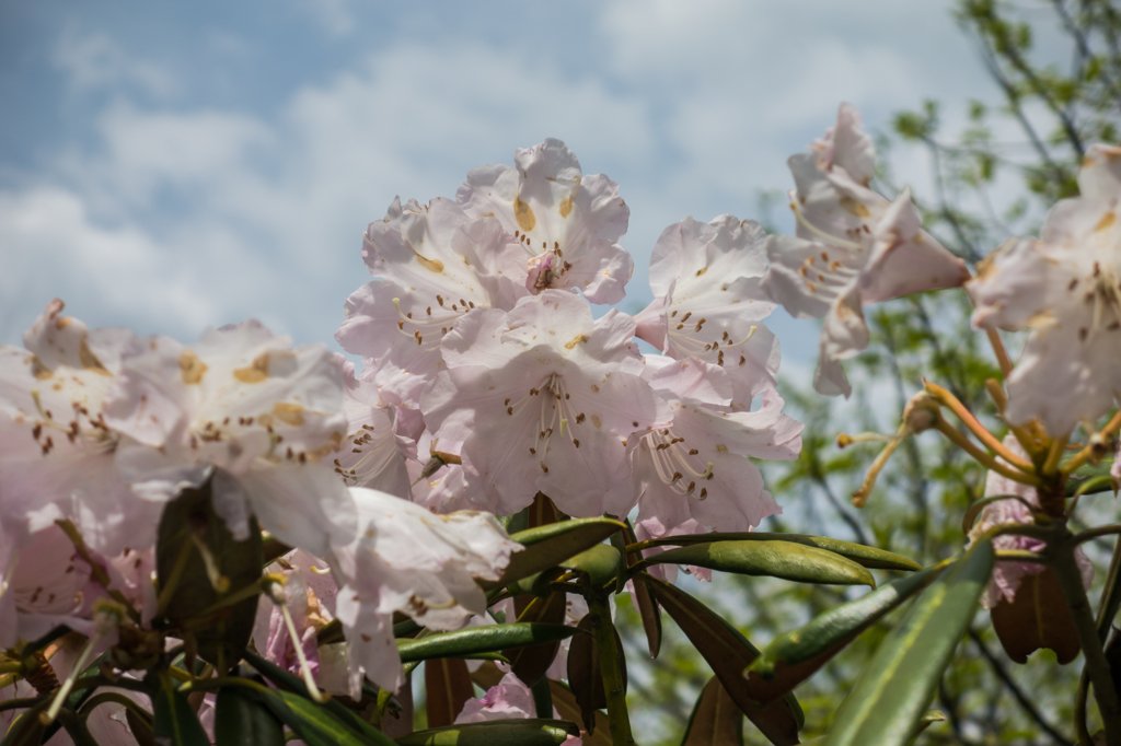 星野村のシャクナゲ-6