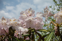 星野村のシャクナゲ-6