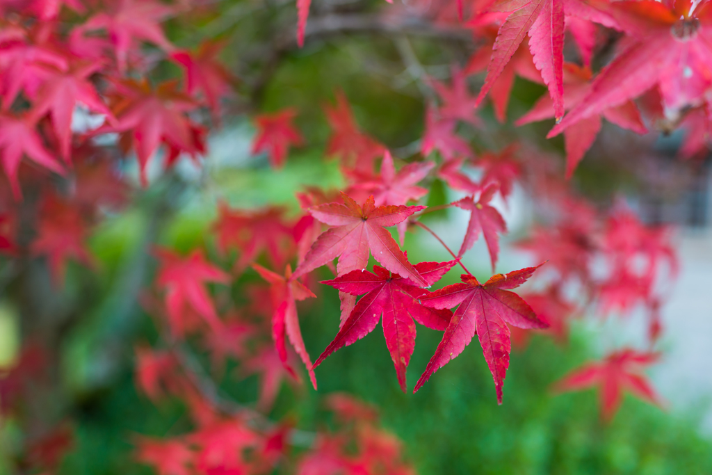 多久聖廟の紅葉-2