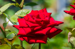 真紅のバラ-1