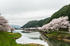 庭木ダムの桜-7