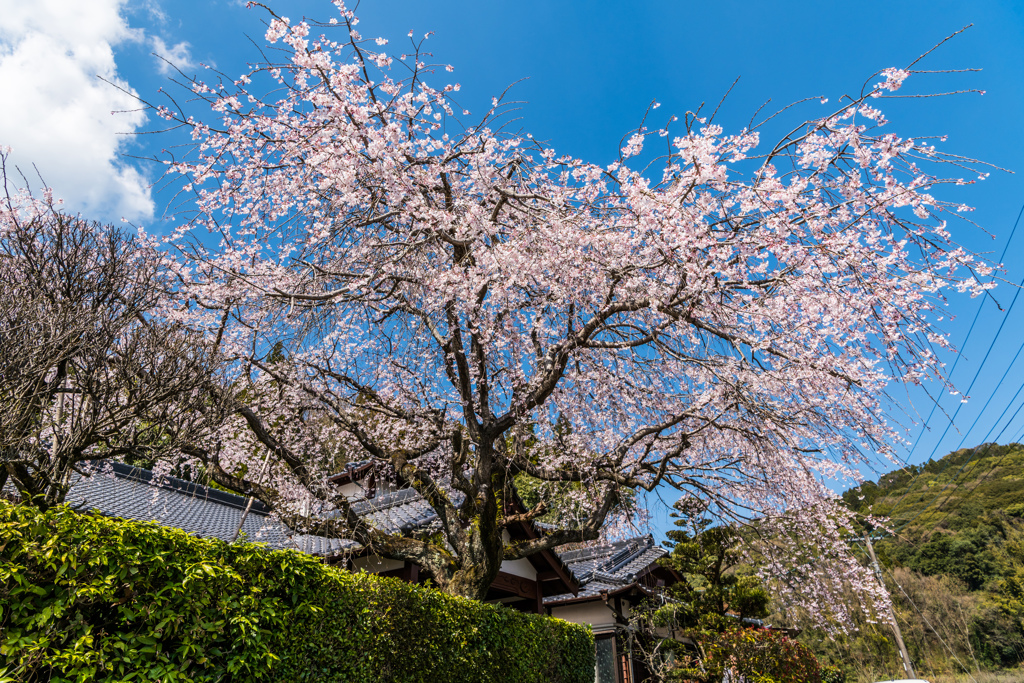 お寺のシダレ桜-1